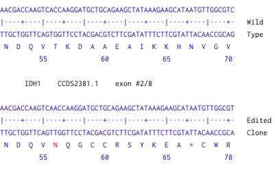 Next Generation Sequencing - Human IDH1 knockout U-87 MG cell line (AB306820)