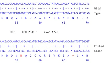Next Generation Sequencing - Human IDH1 knockout U-87 MG cell line (AB306820)
