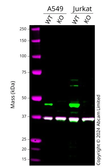 Western blot - Human IDH2 knockout A549 cell line (AB287497)