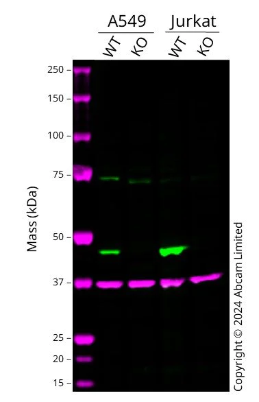 Western blot - Human IDH2 knockout A549 cell line (AB287497)