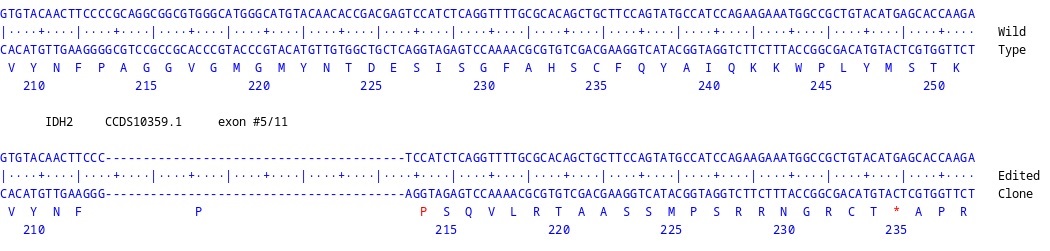 Human IDH2 knockout HCT116 cell line