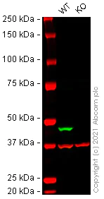 Western blot - Human IDH2 knockout Jurkat cell line (AB282331)