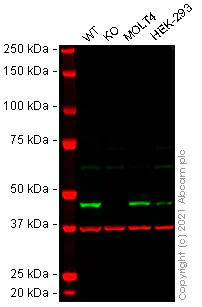 Western blot - Human IDH2 knockout Jurkat cell line (AB282331)