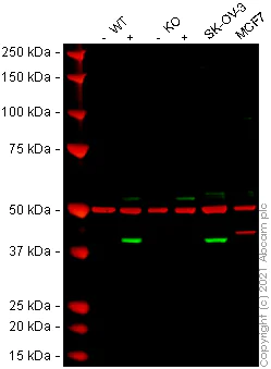 Western blot - Human IDO1 (Indoleamine 2, 3-dioxygenase) knockout A549 cell line (AB266949)