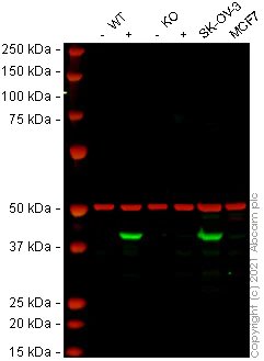 Western blot - Human IDO1 (Indoleamine 2, 3-dioxygenase) knockout A549 cell line (AB266949)