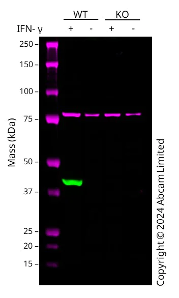 Western blot - Human IDO1 (Indoleamine 2, 3-dioxygenase) knockout A549 cell line (AB266949)