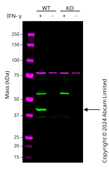 Western blot - Human IDO1 (Indoleamine 2, 3-dioxygenase) knockout A549 cell line (AB266949)