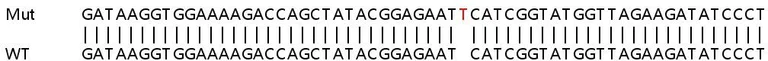 Sanger Sequencing - Human IDS (Iduronate 2 sulfatase/SIDS) knockout HeLa cell line (AB264747)