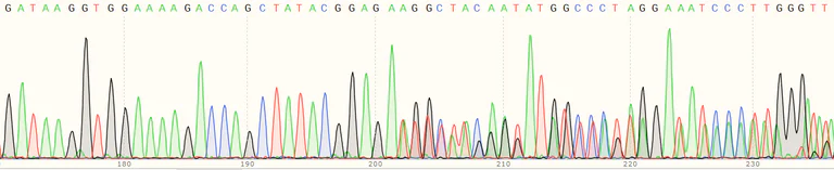 Sanger Sequencing - Human IDS (Iduronate 2 sulfatase/SIDS) knockout HeLa cell line (AB264747)