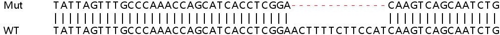Human IFI16 knockout A549 cell line