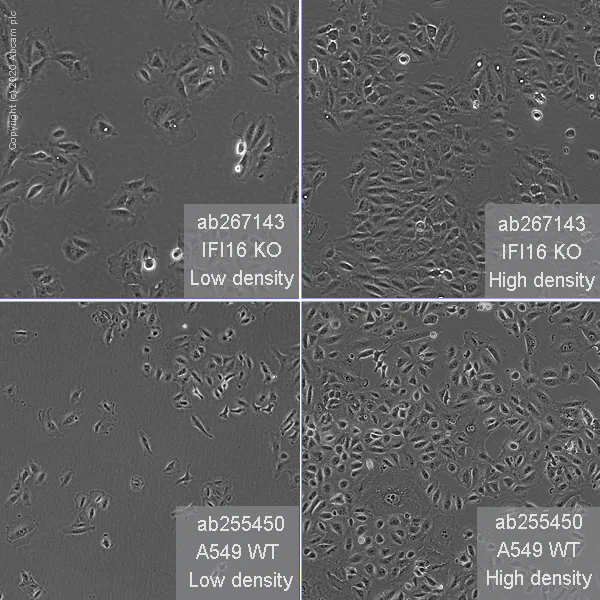 Cell Culture - Human IFI16 knockout A549 cell line (AB267143)