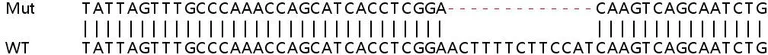 Sanger Sequencing - Human IFI16 knockout A549 cell lysate (AB257471)