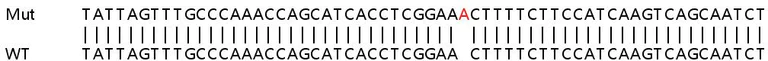 Sanger Sequencing - Human IFI16 knockout A549 cell lysate (AB257471)
