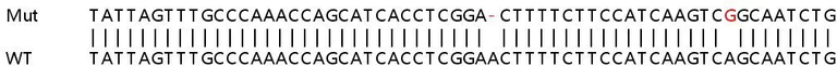 Sanger Sequencing - Human IFI16 knockout A549 cell lysate (AB257471)