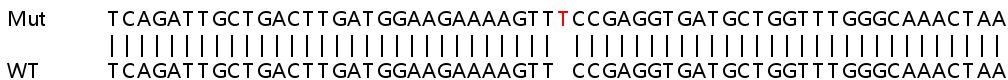 Sanger Sequencing - Human IFI16 knockout A549 cell lysate (AB257472), expandable thumbnail