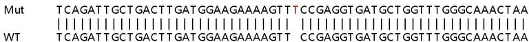 Sanger Sequencing - Human IFI16 knockout A549 cell lysate (AB257472)