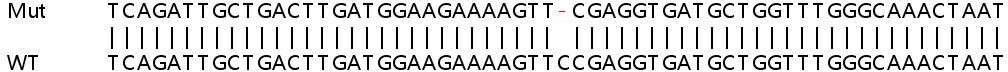 Sanger Sequencing - Human IFI16 knockout A549 cell lysate (AB257472), expandable thumbnail