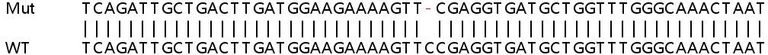 Sanger Sequencing - Human IFI16 knockout A549 cell lysate (AB257472)