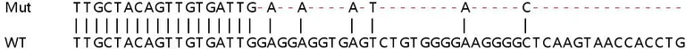 Sanger Sequencing - Human IFI27 knockout A549 cell line (AB267089)