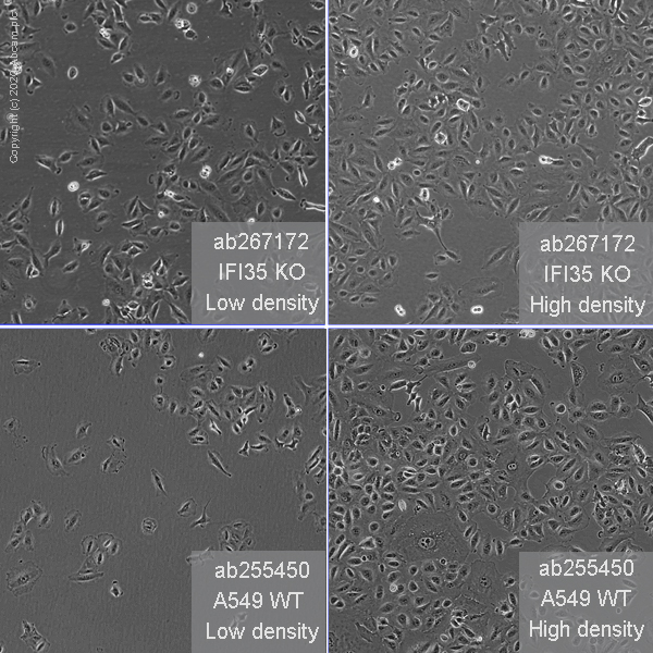 Cell Culture - Human IFI35 knockout A549 cell line (AB267172), expandable thumbnail