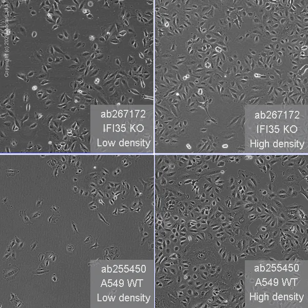 Cell Culture - Human IFI35 knockout A549 cell line (AB267172)