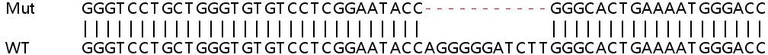 Sanger Sequencing - Human IFI35 knockout A549 cell line (AB267172)