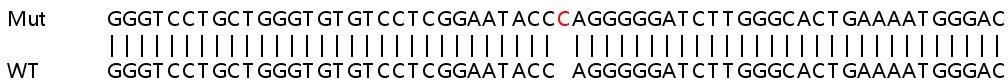 Sanger Sequencing - Human IFI35 knockout A549 cell line (AB267172), expandable thumbnail