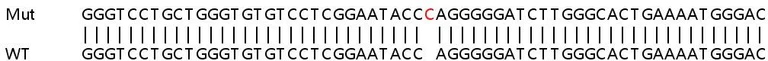 Sanger Sequencing - Human IFI35 knockout A549 cell line (AB267172)