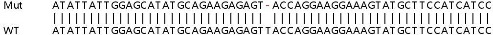 Sanger Sequencing - Human IFI44 knockout A549 cell lysate (AB258912), expandable thumbnail