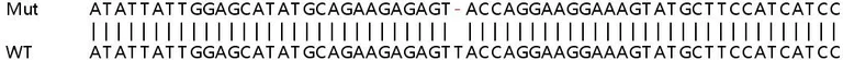Sanger Sequencing - Human IFI44 knockout A549 cell lysate (AB258912)