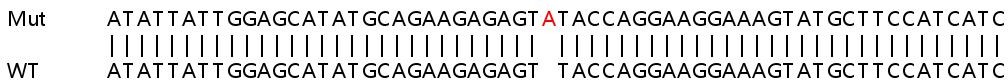 Sanger Sequencing - Human IFI44 knockout A549 cell lysate (AB258912), expandable thumbnail