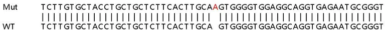 Sanger Sequencing - Human IFI6 knockout A549 cell lysate (AB258916)