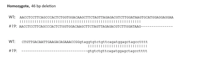 Sanger Sequencing - Human IFIH1 knockout Jurkat cell line (AB305280)