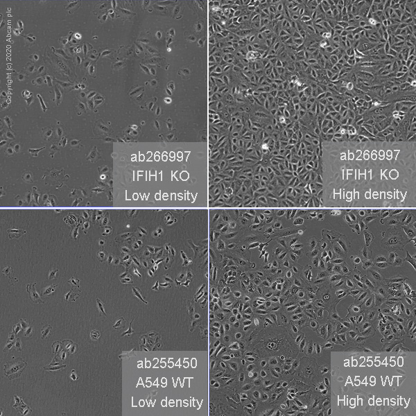 Human IFIH1 (MDA5) knockout A549 cell line