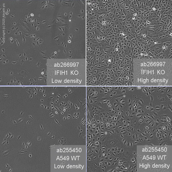 Cell Culture - Human IFIH1 (MDA5) knockout A549 cell line (AB266997)