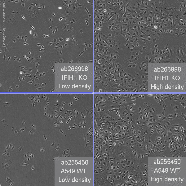 Cell Culture - Human IFIH1 (MDA5) knockout A549 cell line (AB266998)