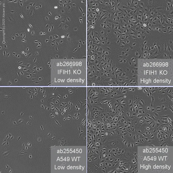 Cell Culture - Human IFIH1 (MDA5) knockout A549 cell line (AB266998)