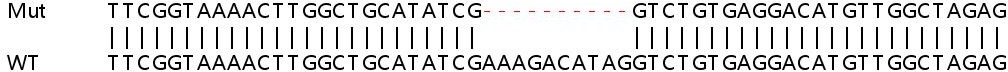 Sanger Sequencing - Human IFIT1 knockout A549 cell line (AB266957), expandable thumbnail