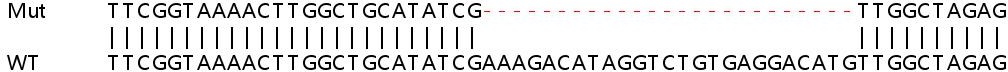 Sanger Sequencing - Human IFIT1 knockout A549 cell line (AB266957), expandable thumbnail