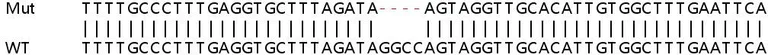 Sanger Sequencing - Human IFIT2 knockout A549 cell lysate (AB258919)