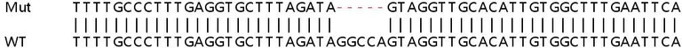 Sanger Sequencing - Human IFIT2 knockout A549 cell lysate (AB258919)