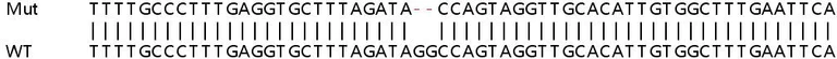 Sanger Sequencing - Human IFIT2 knockout A549 cell lysate (AB258919)