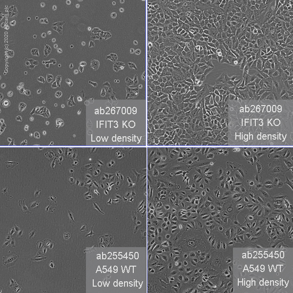 Cell Culture - Human IFIT3 (P60) knockout A549 cell line (AB267009), expandable thumbnail