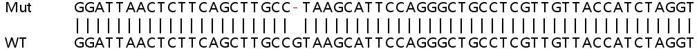 Sanger Sequencing - Human IFIT3 (P60) knockout A549 cell line (AB267009), expandable thumbnail