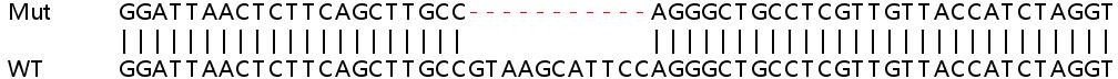 Sanger Sequencing - Human IFIT3 (P60) knockout A549 cell line (AB267009), expandable thumbnail