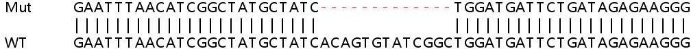 Sanger Sequencing - Human IFIT5 knockout A549 cell line (AB267022), expandable thumbnail