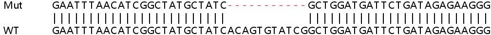 Sanger Sequencing - Human IFIT5 knockout A549 cell line (AB267022), expandable thumbnail