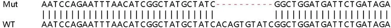 Sanger Sequencing - Human IFIT5 knockout A549 cell line (AB267023)