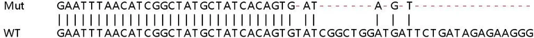 Sanger Sequencing - Human IFIT5 knockout A549 cell line (AB267023)