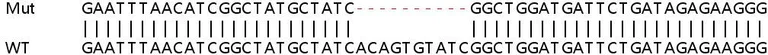 Sanger Sequencing - Human IFIT5 knockout A549 cell lysate (AB258920)